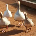 Lilys Petting Farm