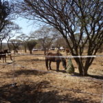 Notwane Equestrian Center
